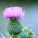 Thistle