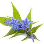 Gentiana