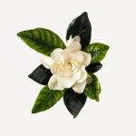 Gardenia