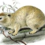 Hyrax