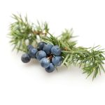 Juniper Berry