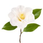 Camellia