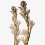 Tuberose