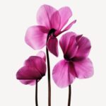 Cyclamen