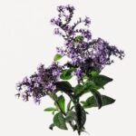 Heliotrope