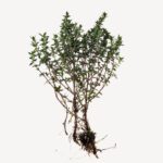 Thyme