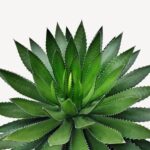 Agave