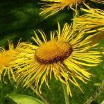 Inula