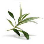 Olive Tree Leaf