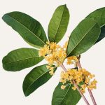 Osmanthus