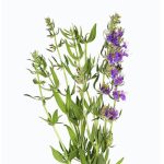 Hyssop