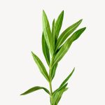 Tarragon