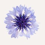 Cornflower