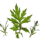 Mugwort