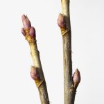 Blackcurrant Bud