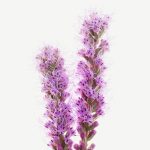 Liatris