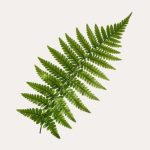 Fern